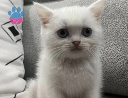 Exotik shorthair dişi