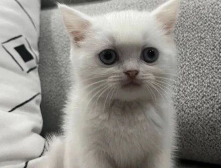 Exotik shorthair dişi