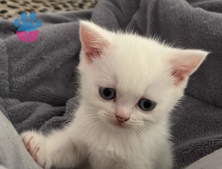 Exotik shorthair dişi