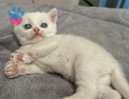 Exotik shorthair dişi