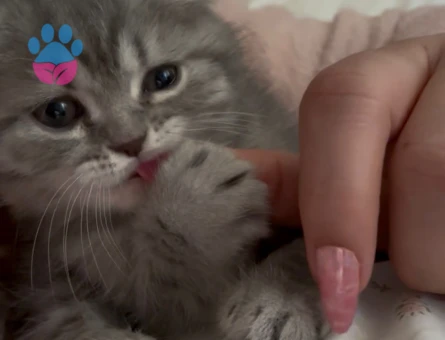 Scottish Fold - Long Hair dişi ve erkek yavrular