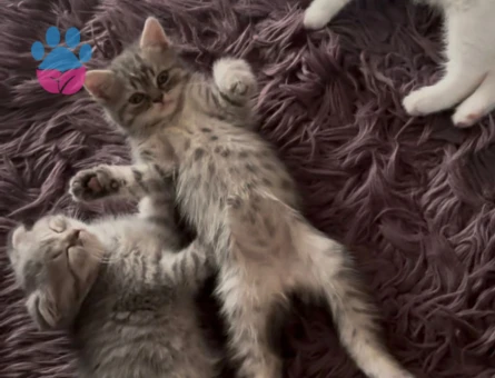 Scottish Fold - Long Hair dişi ve erkek yavrular