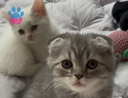 Scottish Fold - Long Hair dişi ve erkek yavrular