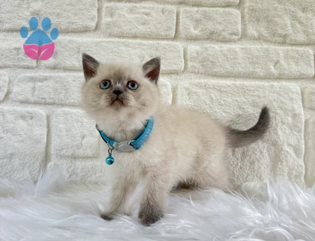 British Shorthair 2 Aylık Erkek