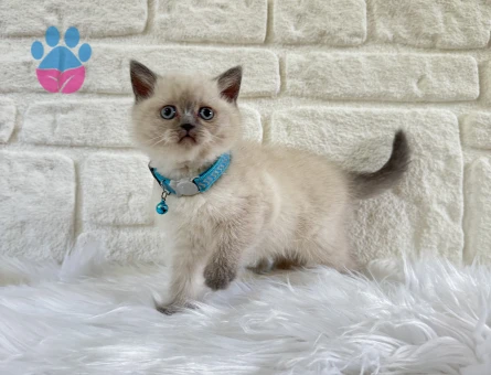 British Shorthair 2 Aylık Erkek