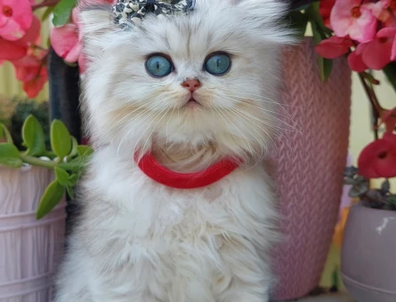 Scottish fold longhair ve Scottish fold shorthair bebekler