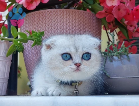 Scottish fold longhair ve Scottish fold shorthair bebekler