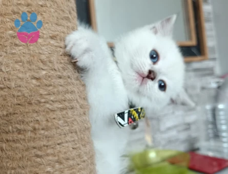 Heyecan Verici Güzelliğiyle Silver British Shorthair