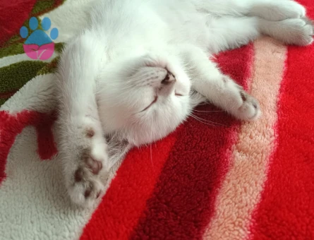 Heyecan Verici Güzelliğiyle Silver British Shorthair