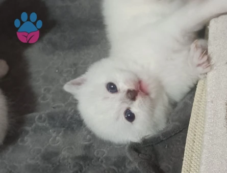Heyecan Verici Güzelliğiyle Silver British Shorthair