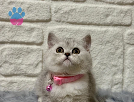 British Shorthair Silver 2 Aylık Dişi Yavrumuz