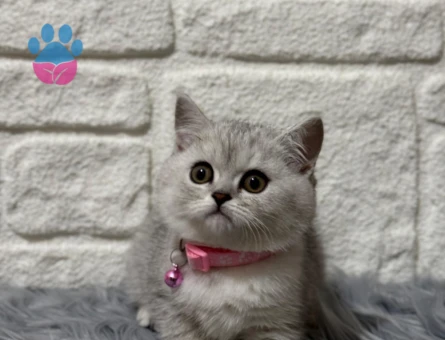 British Shorthair Silver 2 Aylık Dişi Yavrumuz