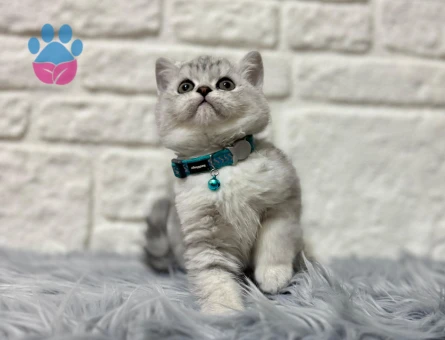 Topaç Kafa British Shorthair Silver Point Erkek