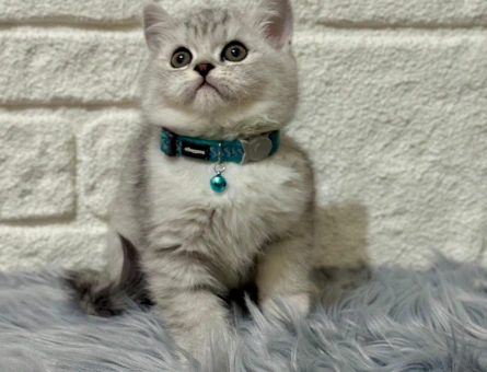 Topaç Kafa British Shorthair Silver Point Erkek