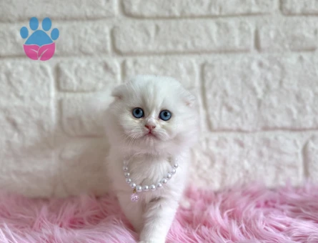 Bembeyaz scottish Fold Dişi 2 Aylık Yavrumuz