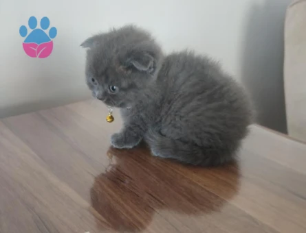 Scottish Fold Long Hair