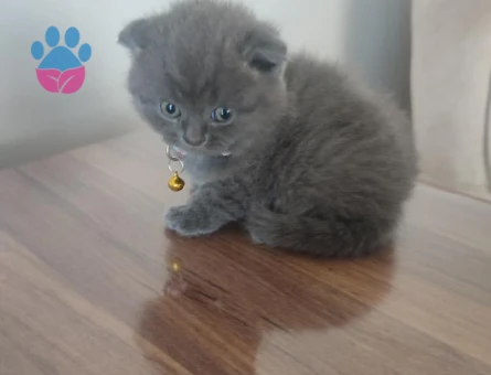 Scottish Fold Long Hair