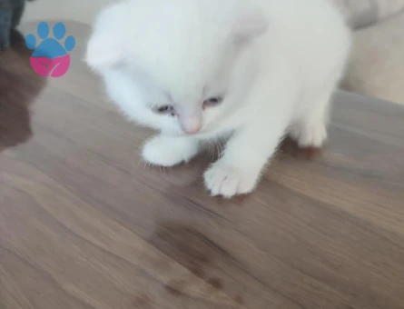 Scottish Fold Long Hair