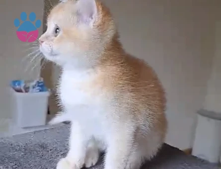 British Shorthair BY12 kod 2,5 aylık Yuva Arıyor