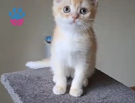British Shorthair BY12 kod 2,5 aylık Yuva Arıyor