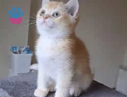 British Shorthair BY12 kod 2,5 aylık Yuva Arıyor