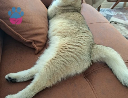 British Shorthair BY12 kod 2,5 aylık Yuva Arıyor