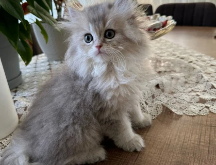 British Longhair 2 Aylık