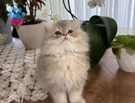 British Longhair 2 Aylık