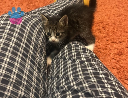 British yavru 2 Aylık