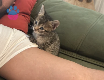 British yavru 2 Aylık