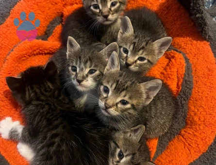 British yavru 2 Aylık