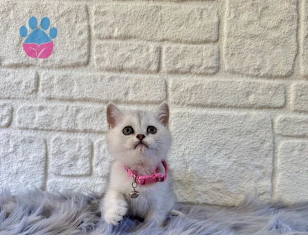British Shorthair Silver Dişi 2 Aylık