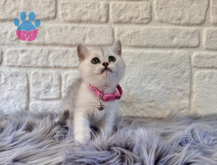 British Shorthair Silver Dişi 2 Aylık