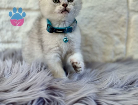 Scottish Fold Topaç Kafa Silver Erkek