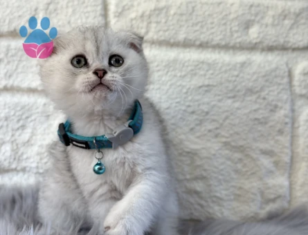 Scottish Fold Topaç Kafa Silver Erkek