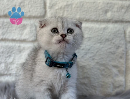 Scottish Fold Topaç Kafa Silver Erkek