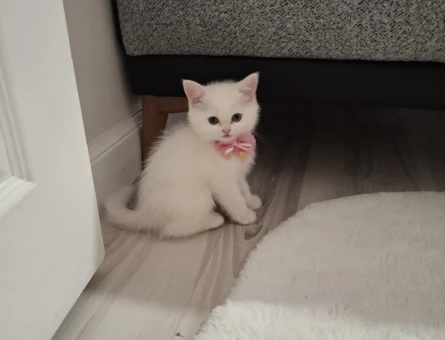 British Shorthair 2 Aylık Yuva Arıyor - 4402