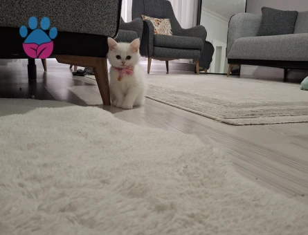 British Shorthair 2 Aylık Yuva Arıyor