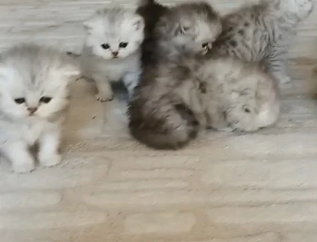 British Shorthair Pamuk gibi yavrular - 4404