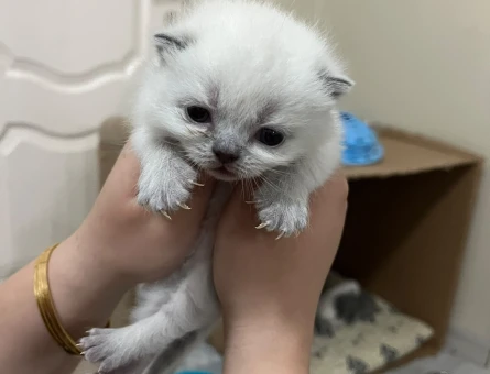 British Shorthair 1 Yaşında Yuva Arıyor - 4407