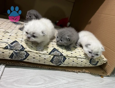 British Shorthair 1 Yaşında Yuva Arıyor
