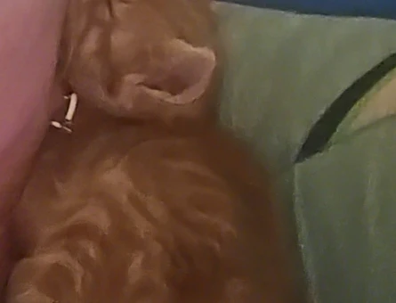 Yavru Sarı Kediye Sıcak Bir Yuva Arıyoruz 🧡