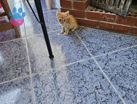 Yavru Sarı Kediye Sıcak Bir Yuva Arıyoruz 🧡
