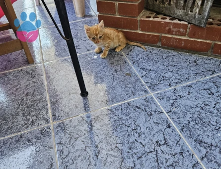 Yavru Sarı Kediye Sıcak Bir Yuva Arıyoruz 🧡