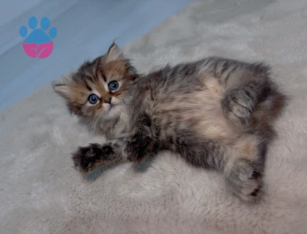 British long ve short hair