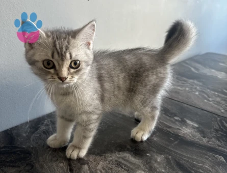 2 aylık British yavru