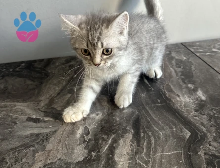 2 aylık British yavru