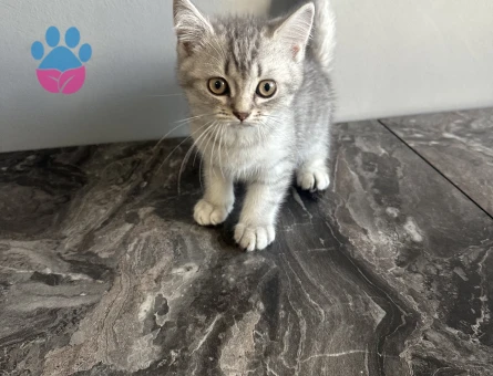 2 aylık British yavru