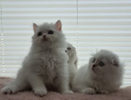 masalsı güzellikte british ve scotish yavrular