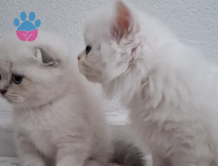 masalsı güzellikte british ve scotish yavrular